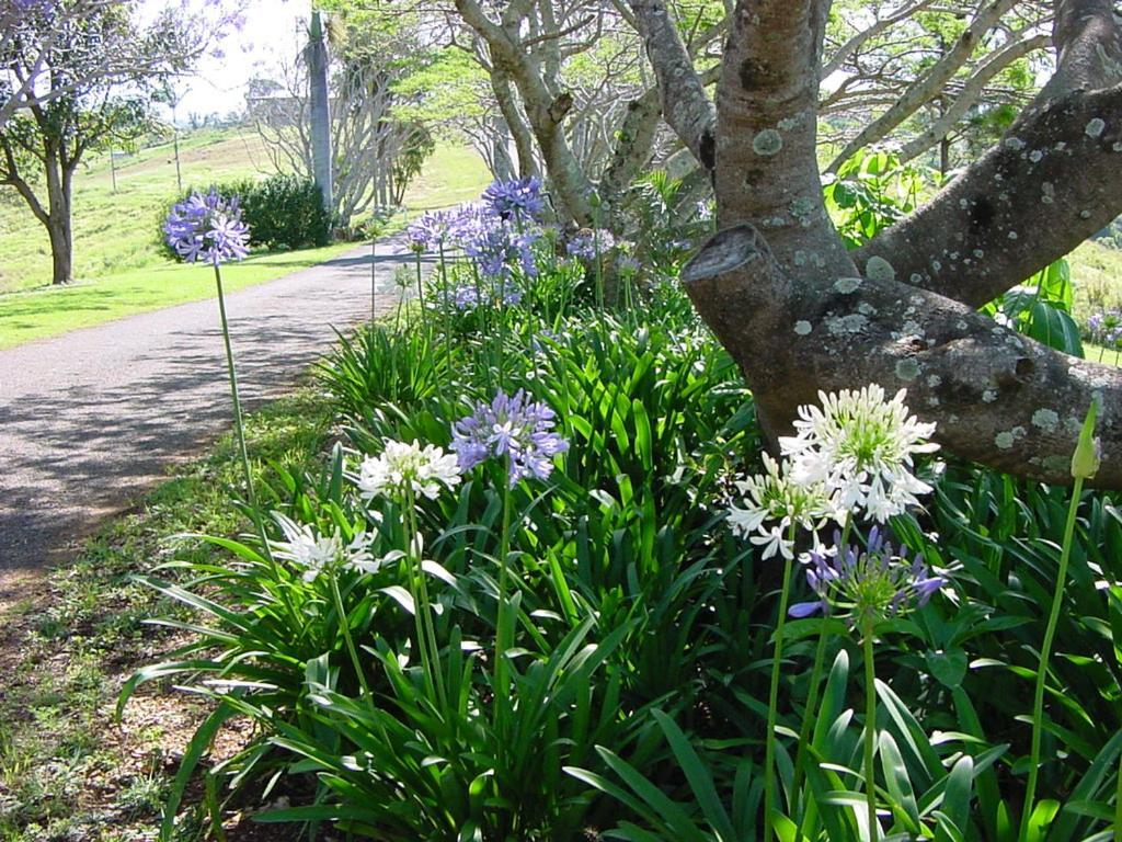 Tropical Coast Retreat - Pet Friendly - Adult Only Guest House Kingscliff Eksteriør bilde