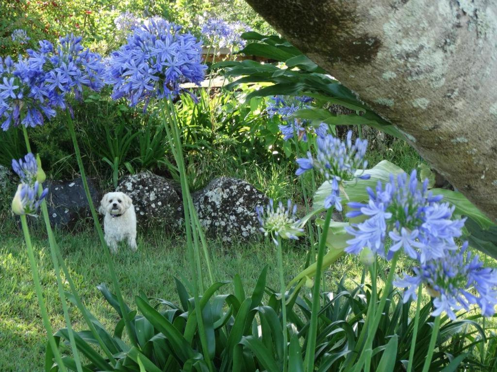 Tropical Coast Retreat - Pet Friendly - Adult Only Guest House Kingscliff Eksteriør bilde