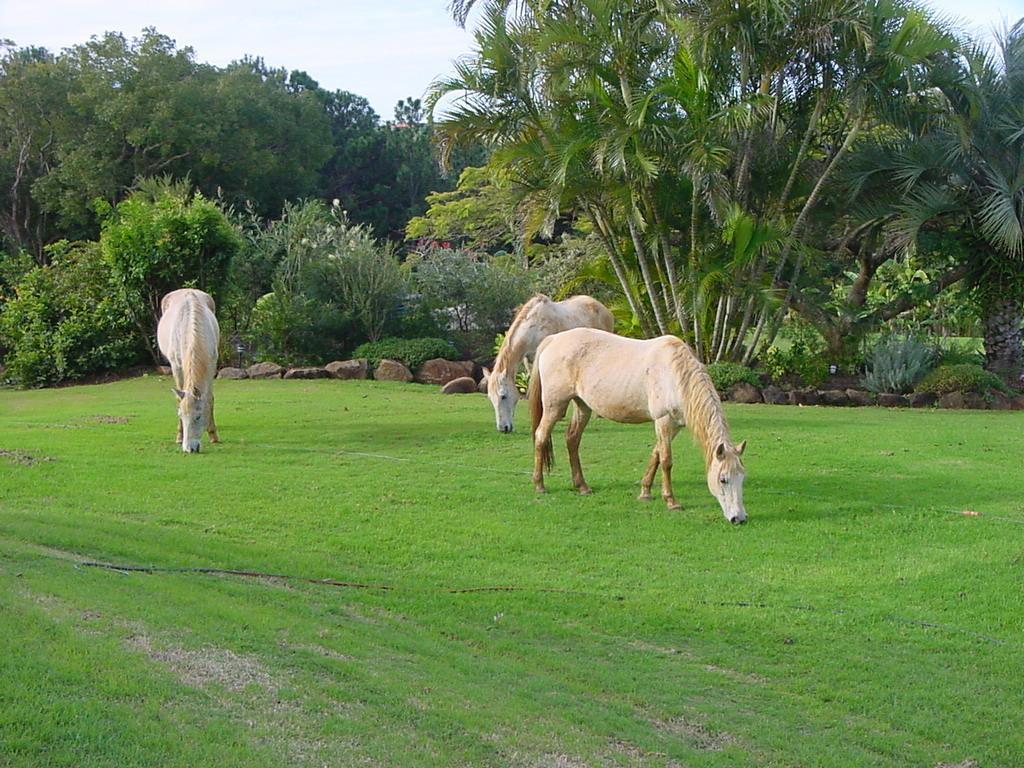 Tropical Coast Retreat - Pet Friendly - Adult Only Guest House Kingscliff Eksteriør bilde